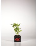 Гортензия широколистная Нико Блю | Гортензія широколистна Ніко Блю | Hydrangea macrophylla Nikko Blue