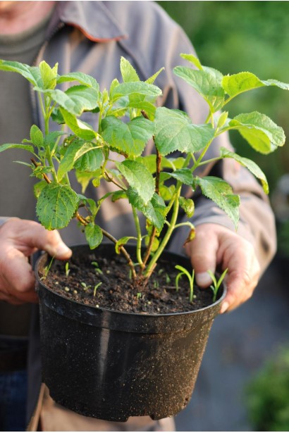 Гортензія  Ніко Блю контейнер 3 л