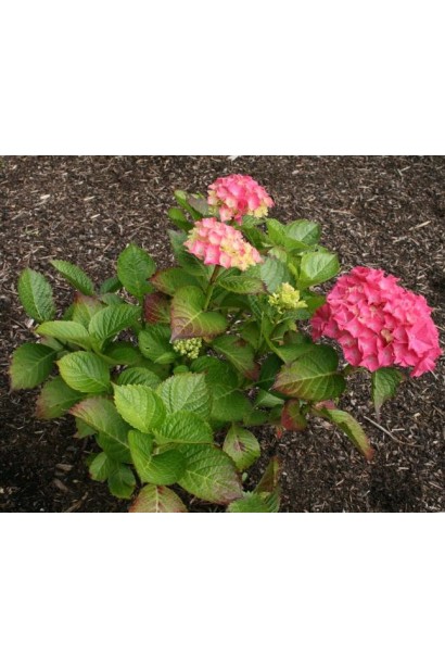 Гортензія Sibilla молодий кущ