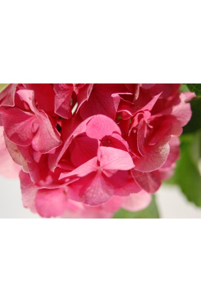 Hydrangea macrophylla Masja