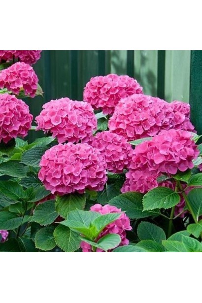 Гортензія широколиста Мася рясне цвітіння