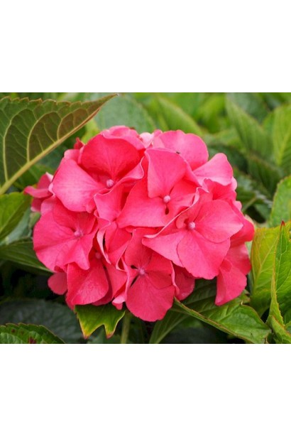 Гортензія широколиста Мася рожева квітка в нейтральному грунті 