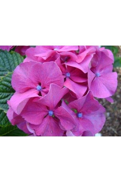 Hydrangea macrophylla Sibilla