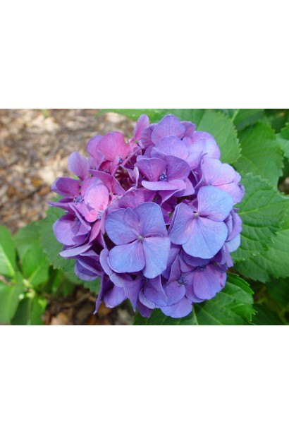 Гортензія широколиста Сибілла  фіолетова квітка в кислому грунті