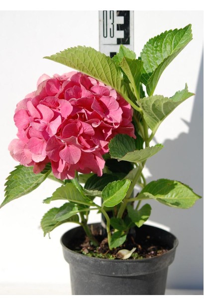 Гортензія Сибіла горщик 3 л висота 20-30 см