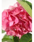 Гортензия широколистная Сибилла / Мася | Гортензія широколистна Сібілла / Мася | Hydrangea macrophylla Sibilla / Masja