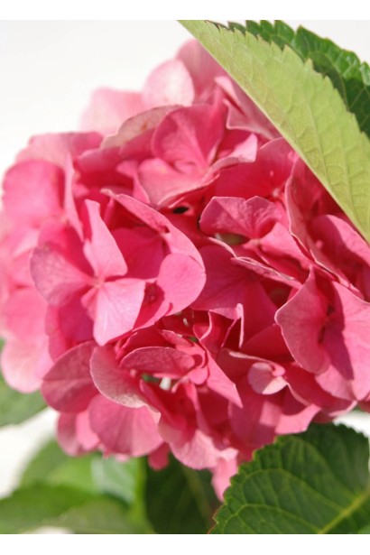 Hydrangea macrophylla Sibilla / Masja