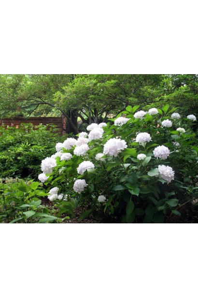 Гортензія Соєр Терез розлогий щільний кущ в ландшафті