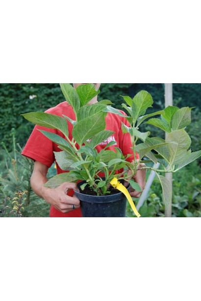 Гортензія Соєр Терез в горщику 5 л