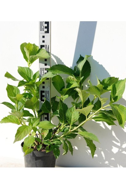 Гортензія Соєр Терез горщик 5 л висота 30-40 см