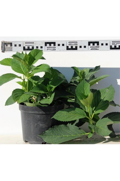 Гортензія Соер Терез саджанець діаметр 40-50 см