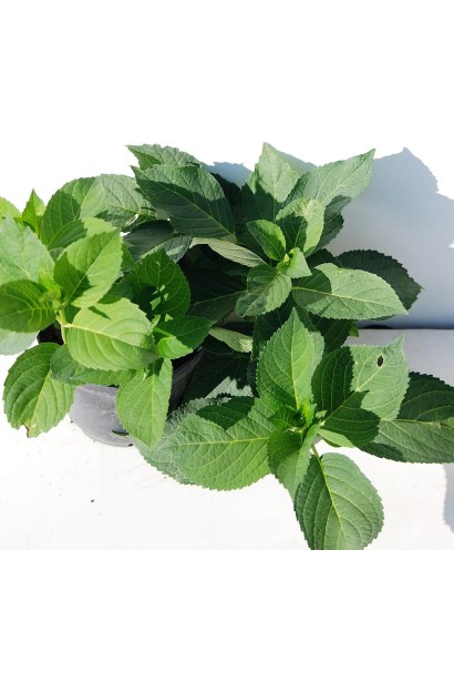 Гортензія макрофілла Соер Терез 