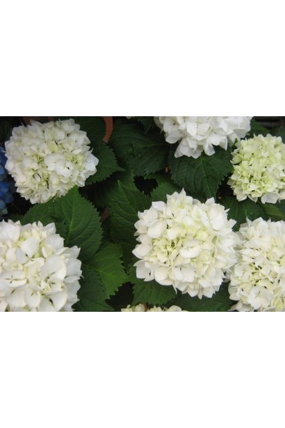 Hydrangea macrophylla Soeur Therese