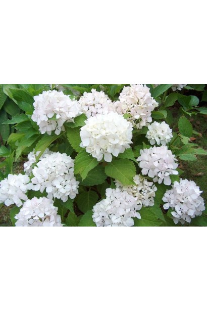 Hydrangea Soeur Therese білі кулясті суцвіття