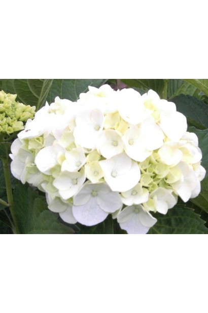 Гортензія широколиста Соєр Терез / Сестра Тереза