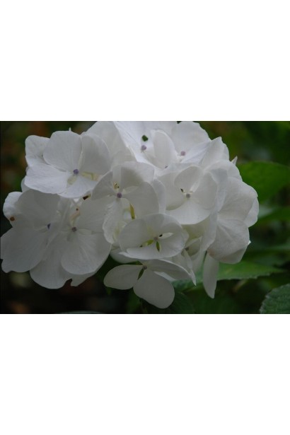 Гортензія біла Сестра Тереза