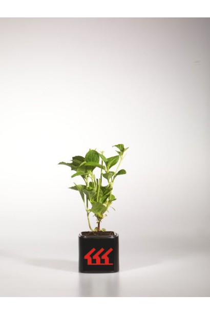 Гортензія широколиста Соєр Терез контейнер Р9