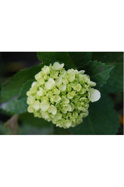 Гортензія широколиста Soeur Therese