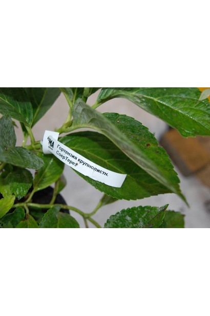 Гортензія садова Соєр Терез зелене листя