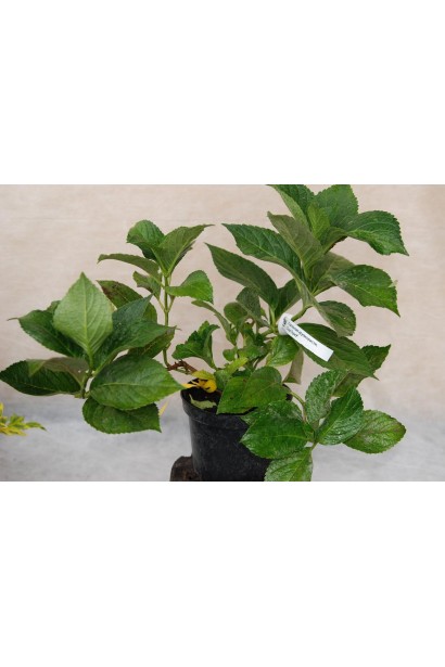 Гортензія широколиста Сестра Тереза саджанець С5