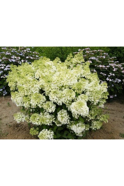 Гортензія Бобо кущ