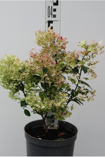 Гортензія волотиста Бобо горщик 3 л висота 20-30 см