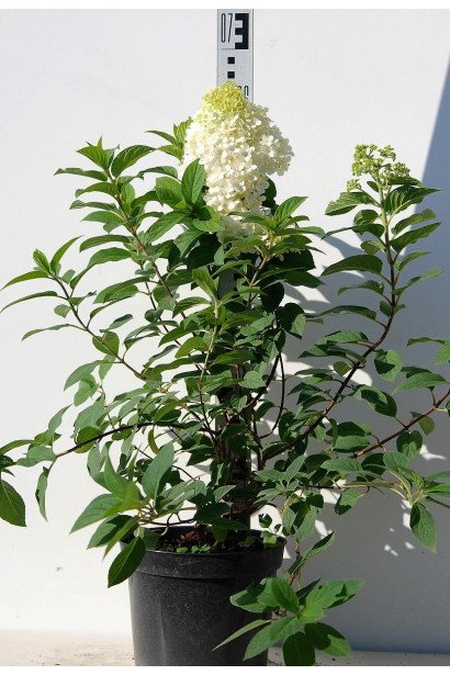 Гортензія Бобо саджанець С5 50-70 см