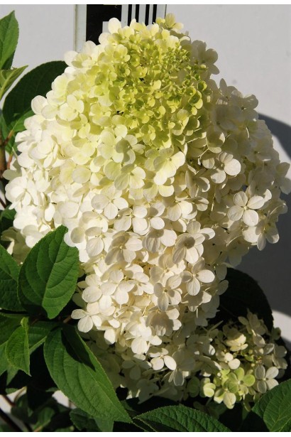 Гортензія Bobo