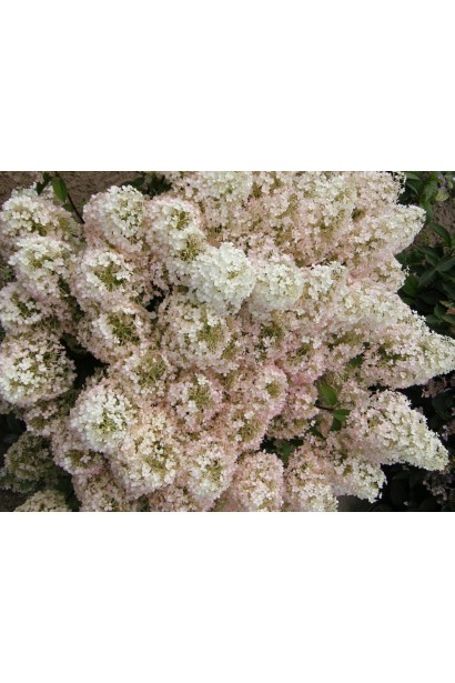 Гортензія волотиста Бобо ® 