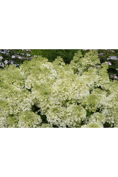 Біла волотиста гортензія