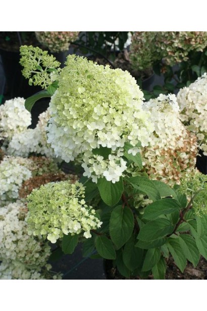 Гортензія волотиста Бобо білі волоті