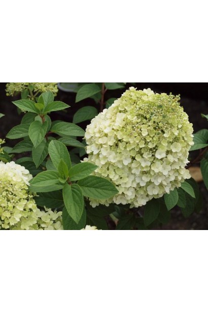 Гортензія волотиста Бобо квіти