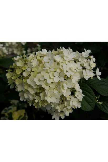  Hydrangea paniculata Bobo ®