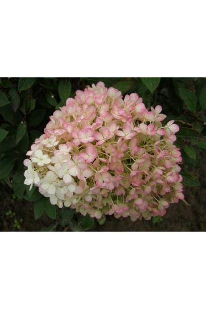 Гортензія Бобо біло-рожеве забарвлення восени