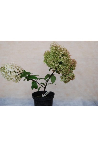  Hydrangea Bobo