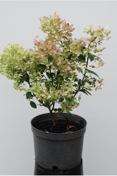 Гортензія волотиста Бобо саджанець С3