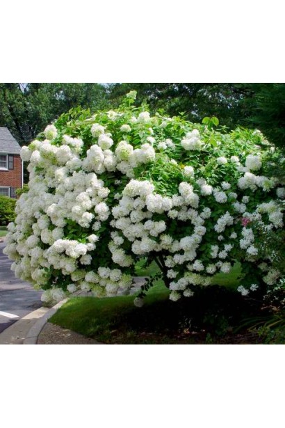 Гортензія волотиста Грандіфлора в ландшафті