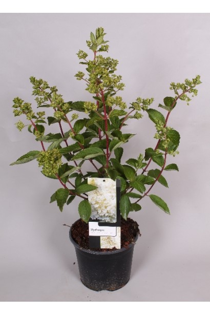 Гортензія Грандіфлора контейнер 5 л