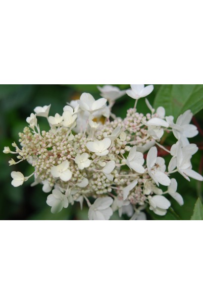 Гортензія Grandiflora