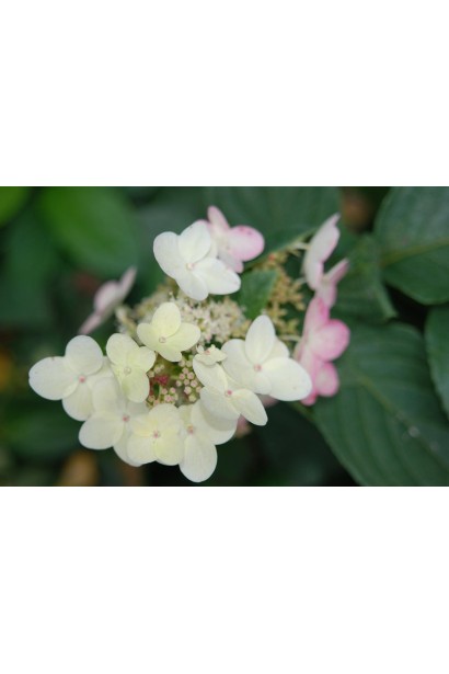 Гортензія Грандіфлора квітка