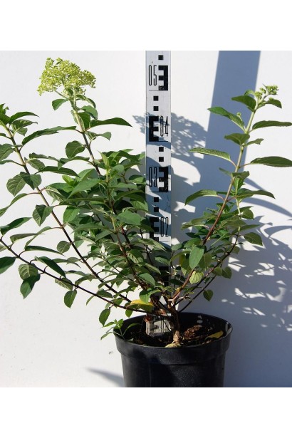 Гортензія Грандіфлора в горщику 40-50 см