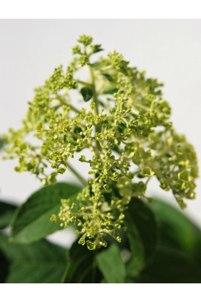 Гортензія Грандіфлора початок цвітіння