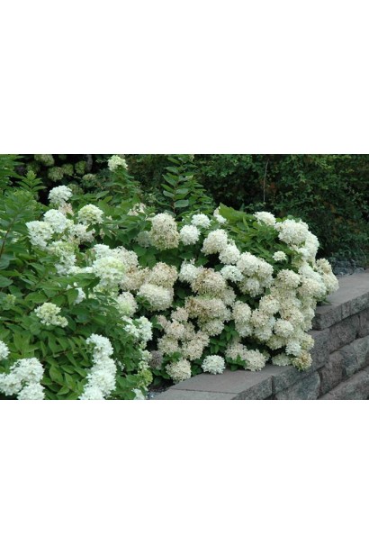 Гортензія Грандіфлора бордюрна посадка