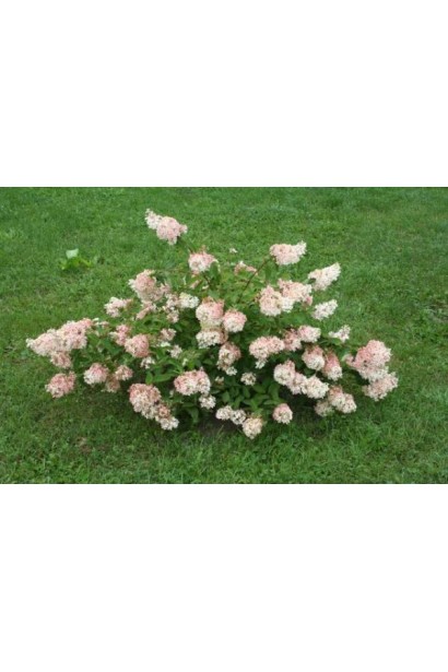 Гортензія волотиста Грандіфлора кущ