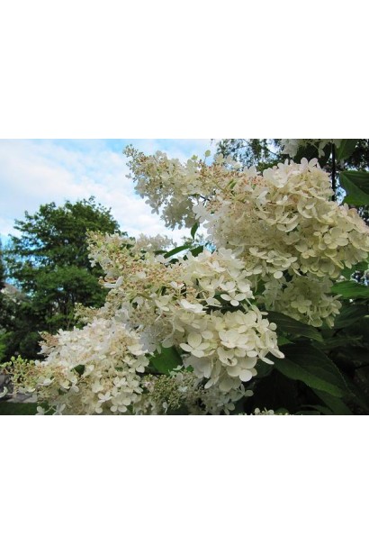 Hydrangea paniculata Grandiflora