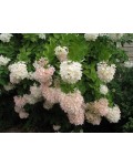 Гортензия метельчатая Грандифлора | Hydrangea paniculata Grandiflora | Гортензія метельчата Грандіфлора