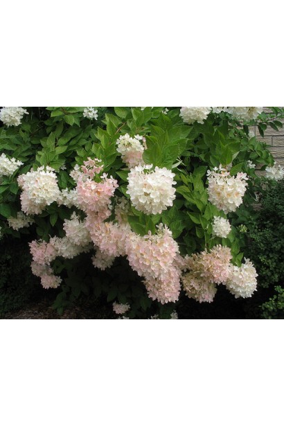 Гортензія Грандіфлора цвітіння