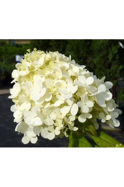 Гортензія волотиста Грандіфлора