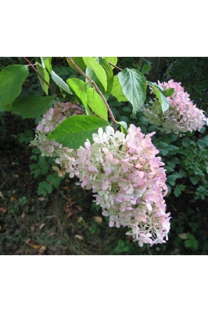 Hydrangea Grandiflora