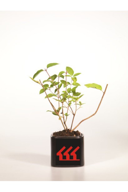 Гортензія волотиста Грандіфлора саджанець Р9